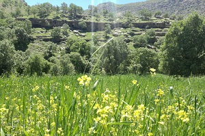 Ilam