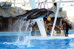 Dolphin Park
