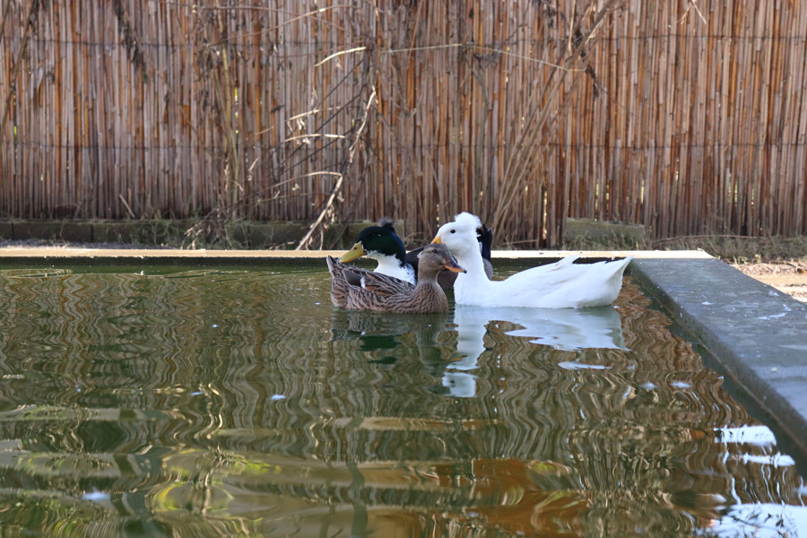 Lotka Ecolodge