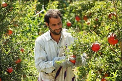 Pomegranate Orchards, Taft