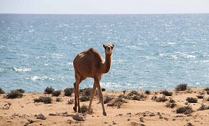 Qeshm Island