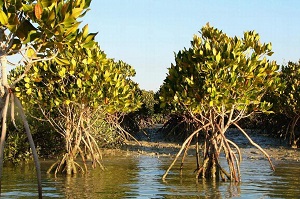 Qeshm Island