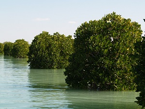 Qeshm Island
