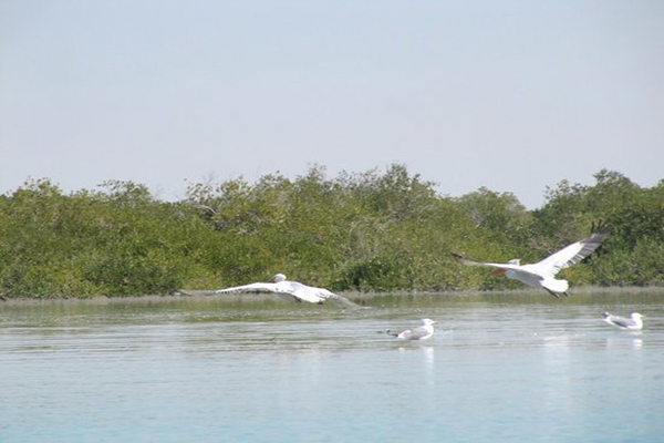 Qeshm Island