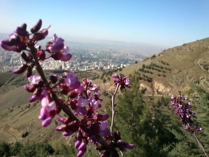 Tochal Mountain