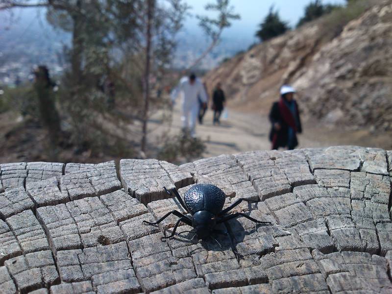 Tochal Mountain
